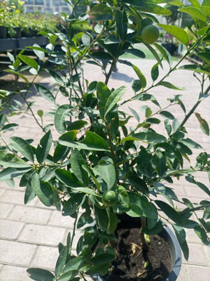 Tree Citrus Lemon | 80 - 100cm - Acacia Garden Center