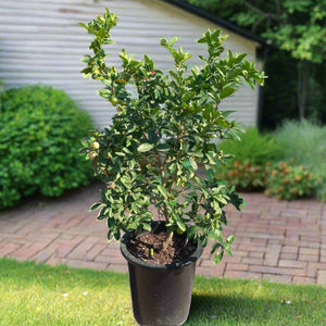 Tree Citrus Lemon | 80 - 100cm - Acacia Garden Center