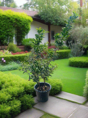 Tree Citrus Lemon | 80 - 100cm - Acacia Garden Center