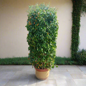 Tree Citrus Lemon (Spanish Lemon) | 1.5 - 2.0m - Acacia Garden Center