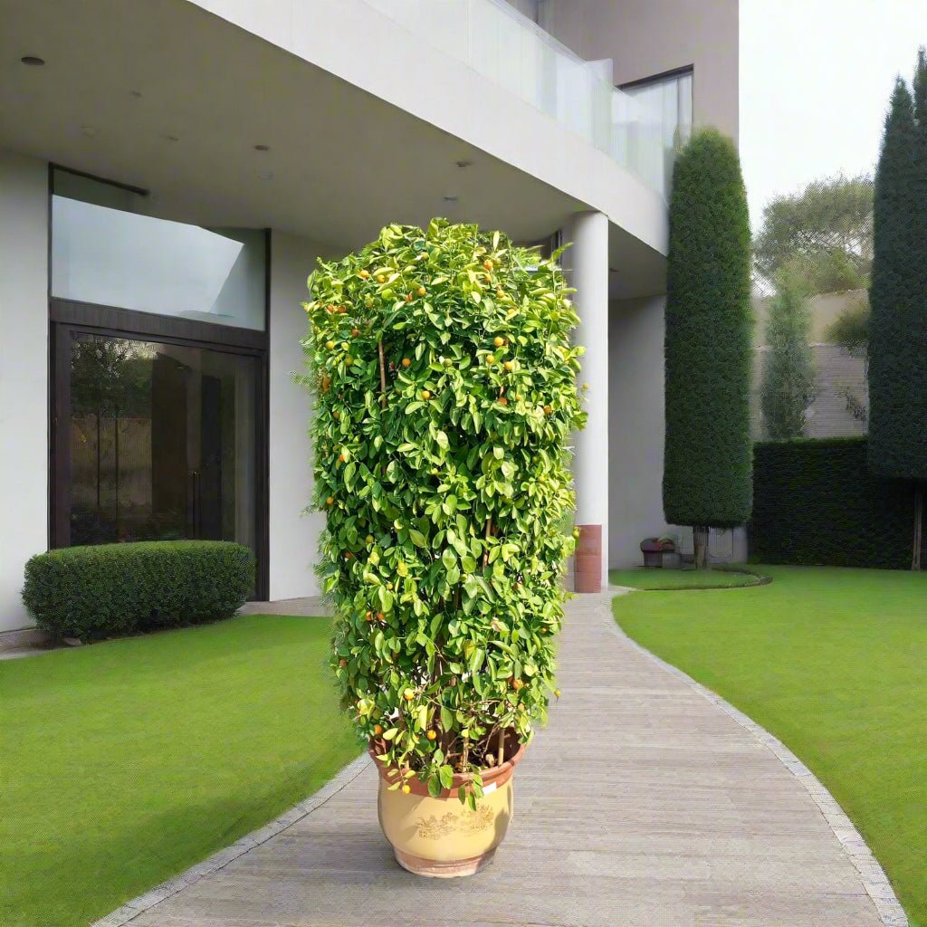 Tree Citrus Lemon (Spanish Lemon) | 1.5 - 2.0m - Acacia Garden Center