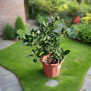 Tree Citrus Mandarin | 30 - 40cm - Acacia Garden Center