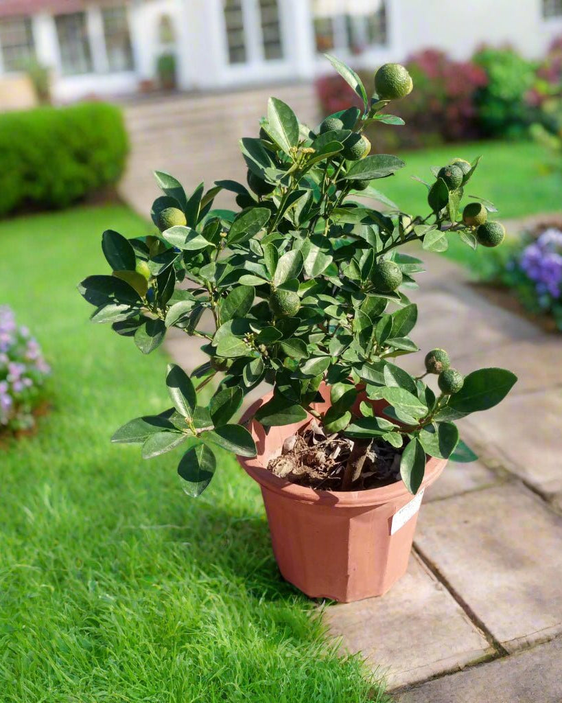 Tree Citrus Mandarin | 30 - 40cm - Acacia Garden Center