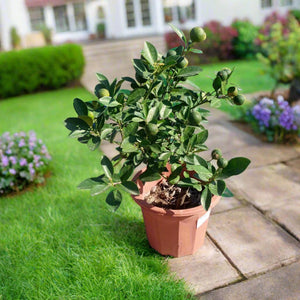 Tree Citrus Mandarin | 30 - 40cm - Acacia Garden Center