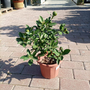 Tree Citrus Mandarin | 30 - 40cm - Acacia Garden Center