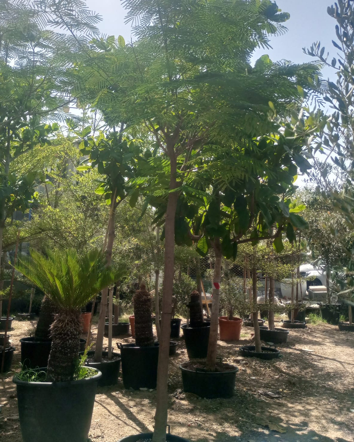 Tree Delonix Regia | 4.0 - 4.5 m | 20 - 25 cm girth - Acacia Garden Center