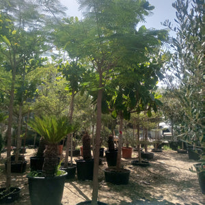 Tree Delonix Regia | 4.0 - 4.5 m | 20 - 25 cm girth - Acacia Garden Center