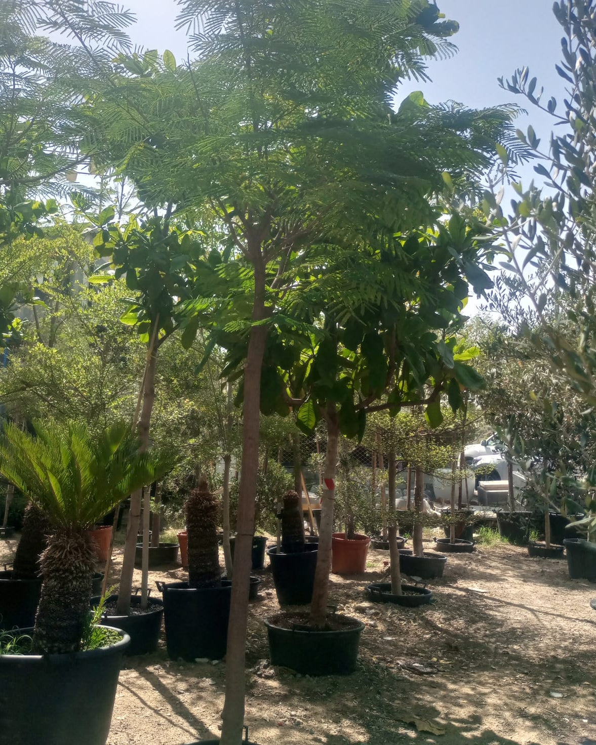 Tree Delonix Regia | 4.0 - 4.5 m | 20 - 25 cm girth - Acacia Garden Center