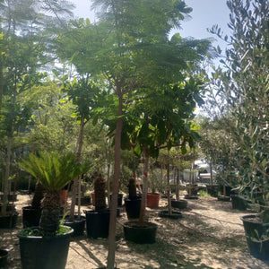 Tree Delonix Regia | 4.0 - 4.5 m | 20 - 25 cm girth - Acacia Garden Center
