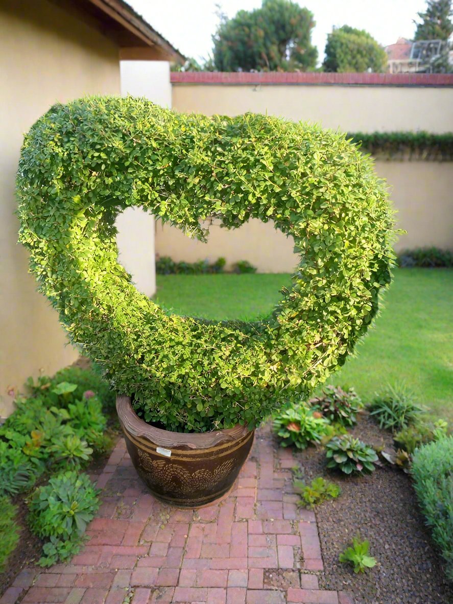 Tree Ehretia Microphylla (Carmona) | 1.2 - 1.5 m - Acacia Garden Center