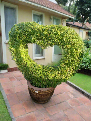 Tree Ehretia Microphylla (Carmona) | 1.2 - 1.5 m - Acacia Garden Center