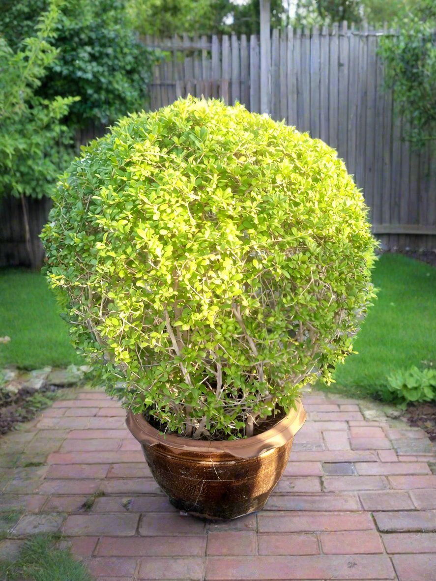 Tree Ehretia Microphylla (Carmona) | 1.2 - 1.5 m - Acacia Garden Center