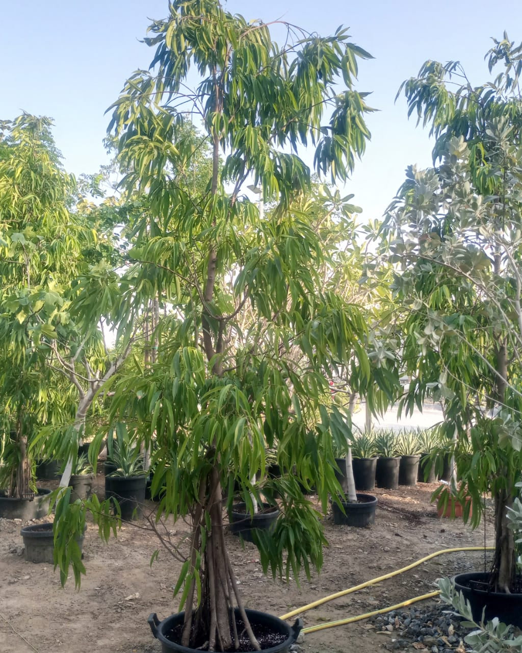 Tree Ficus Amstel Queen | 3.5 - 4.0 m | 16 - 18 cm Girth - Acacia Garden Center