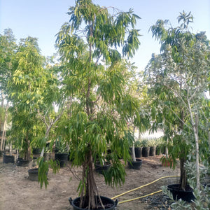 Tree Ficus Amstel Queen | 3.5 - 4.0 m | 16 - 18 cm Girth - Acacia Garden Center