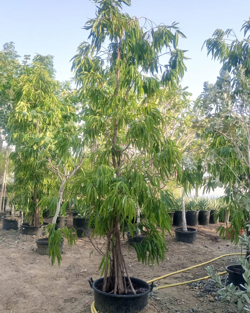 Tree Ficus Amstel Queen | 3.5 - 4.0 m | 16 - 18 cm Girth - Acacia Garden Center