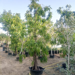 Tree Ficus Amstel Queen | 3.5 - 4.0 m | 16 - 18 cm Girth - Acacia Garden Center