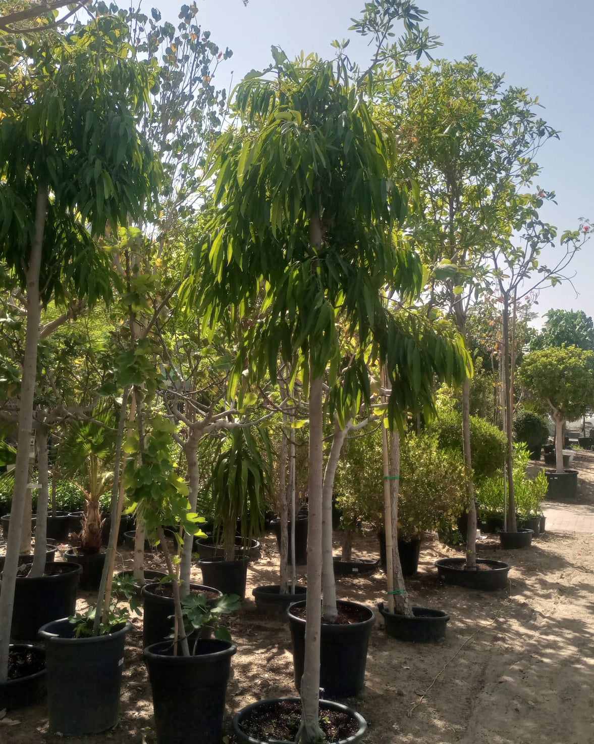 Tree Ficus Amstel Queen | 3.5 - 4.0 m | 18 - 20 cm girth - Acacia Garden Center