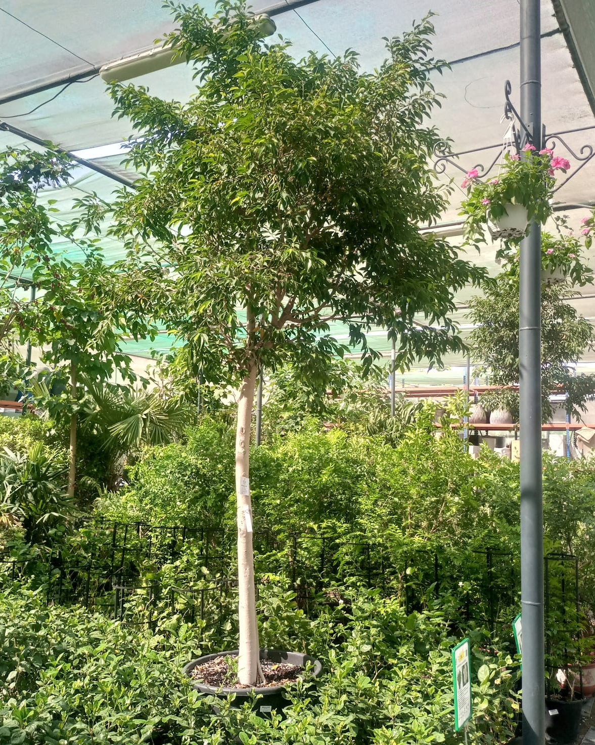 Tree Ficus Benjamina | 3.5 m height | 20 - 25 cm girth - Acacia Garden Center