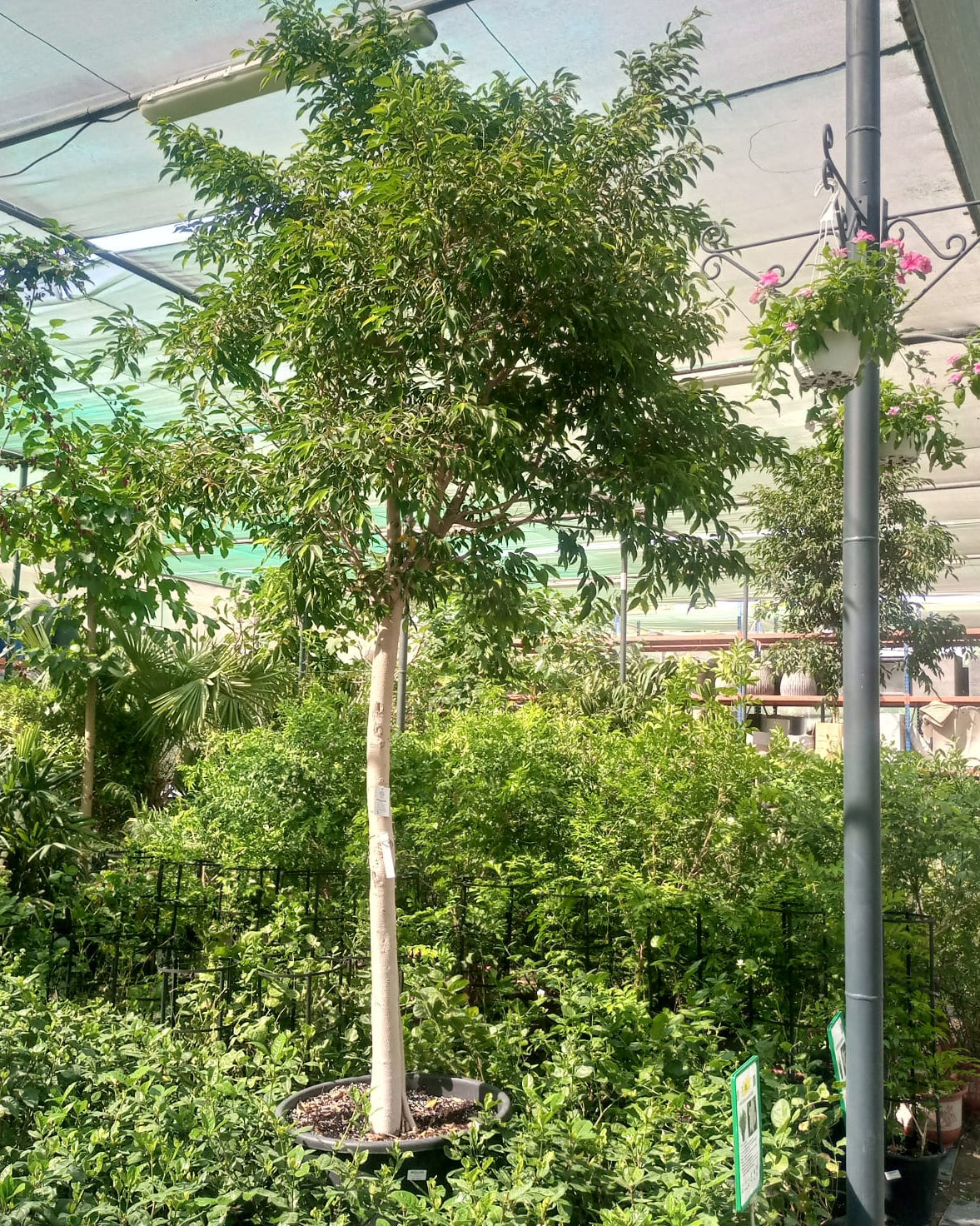 Tree Ficus Benjamina | 3.5 m height | 20 - 25 cm girth - Acacia Garden Center