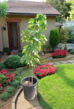 Tree Ficus Carica (Common Fig) | 1.2 - 1.5m - Acacia Garden Center