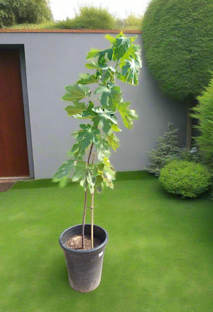 Tree Ficus Carica (Common Fig) | 1.2 - 1.5m - Acacia Garden Center