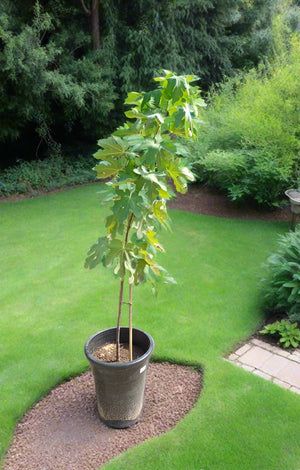 Tree Ficus Carica (Common Fig) | 1.2 - 1.5m - Acacia Garden Center