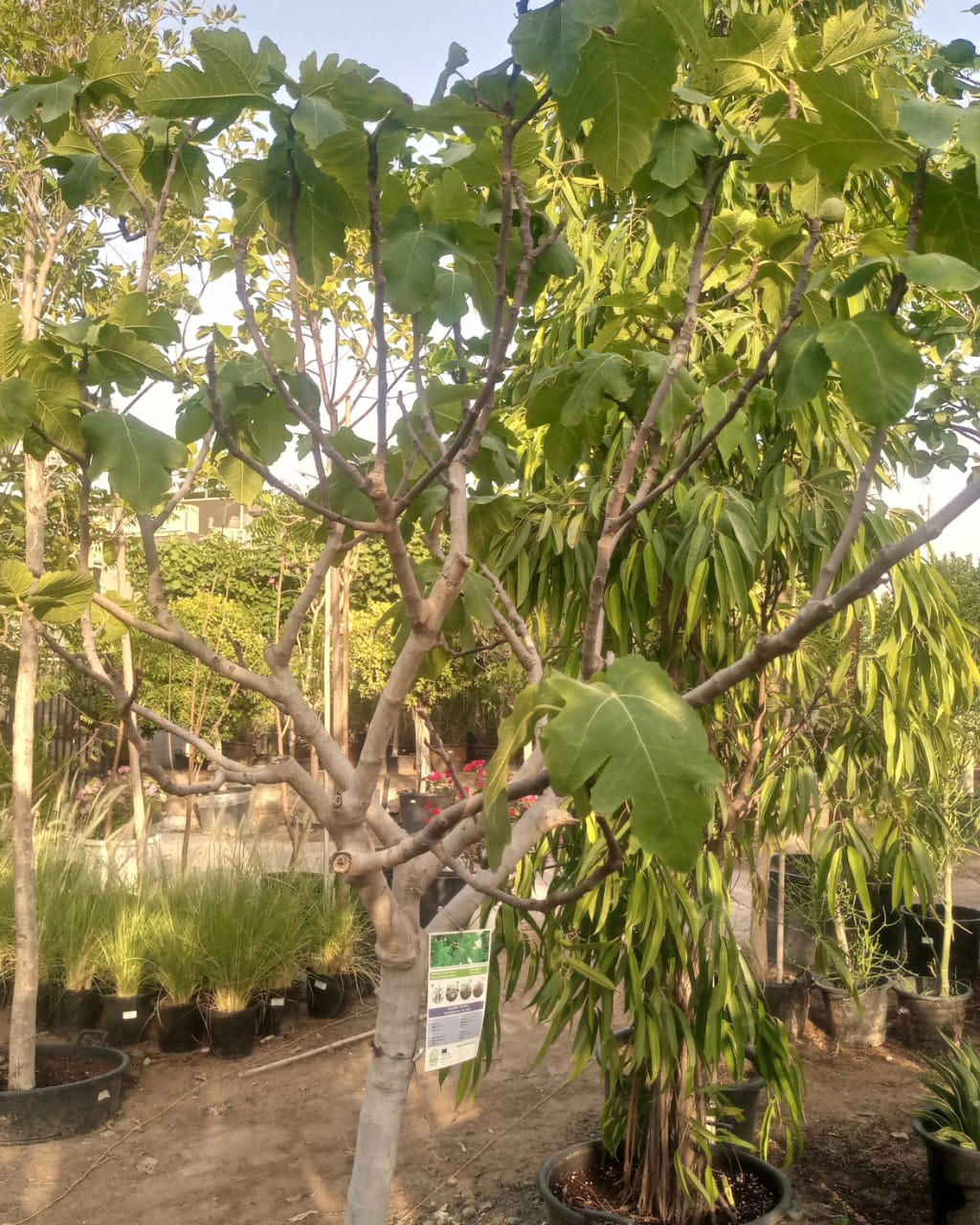 Tree Ficus Carica (Common Fig) | 1.5 - 2.0 m - Acacia Garden Center