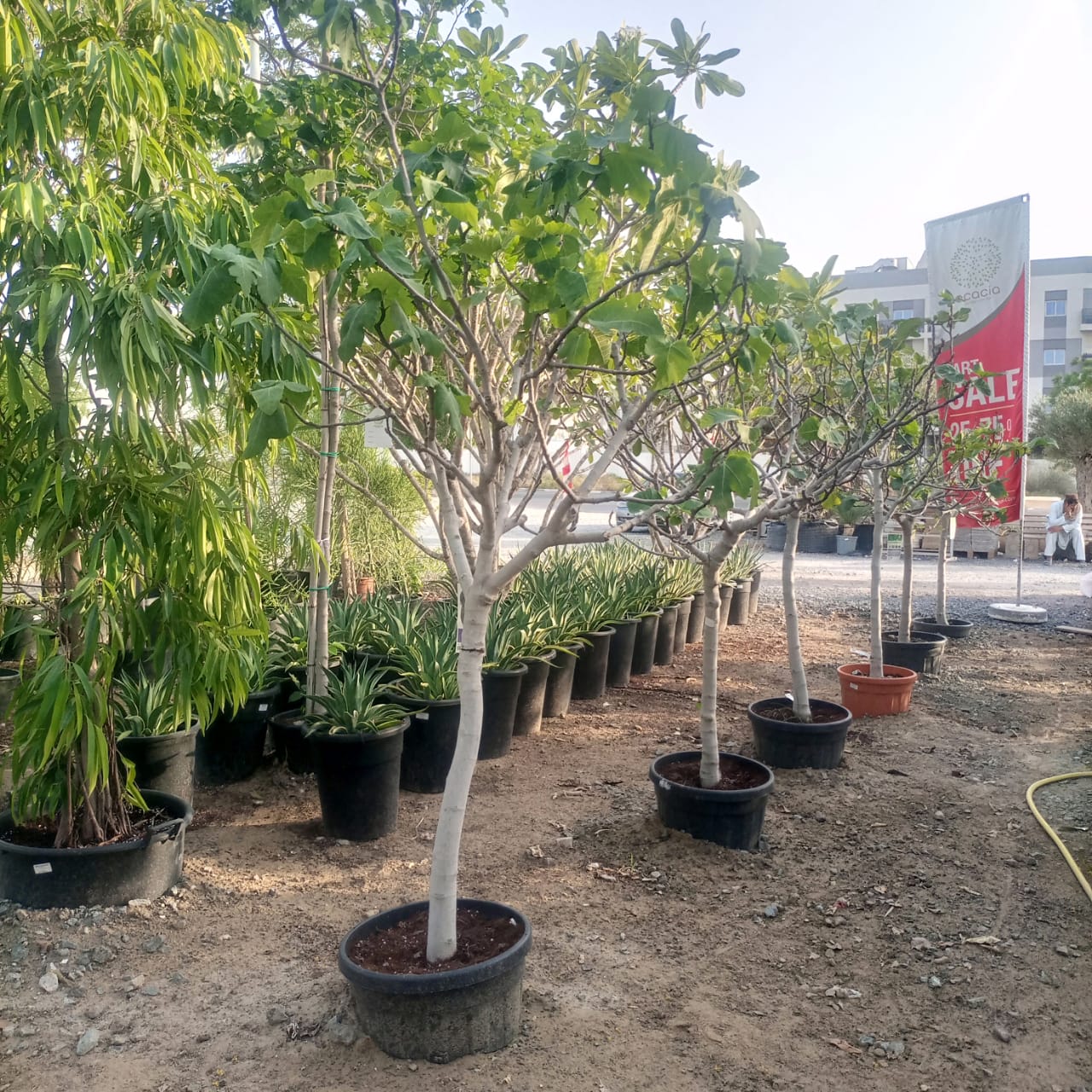 Tree Ficus Carica (Common Fig) | 1.5 - 2.0 m - Acacia Garden Center