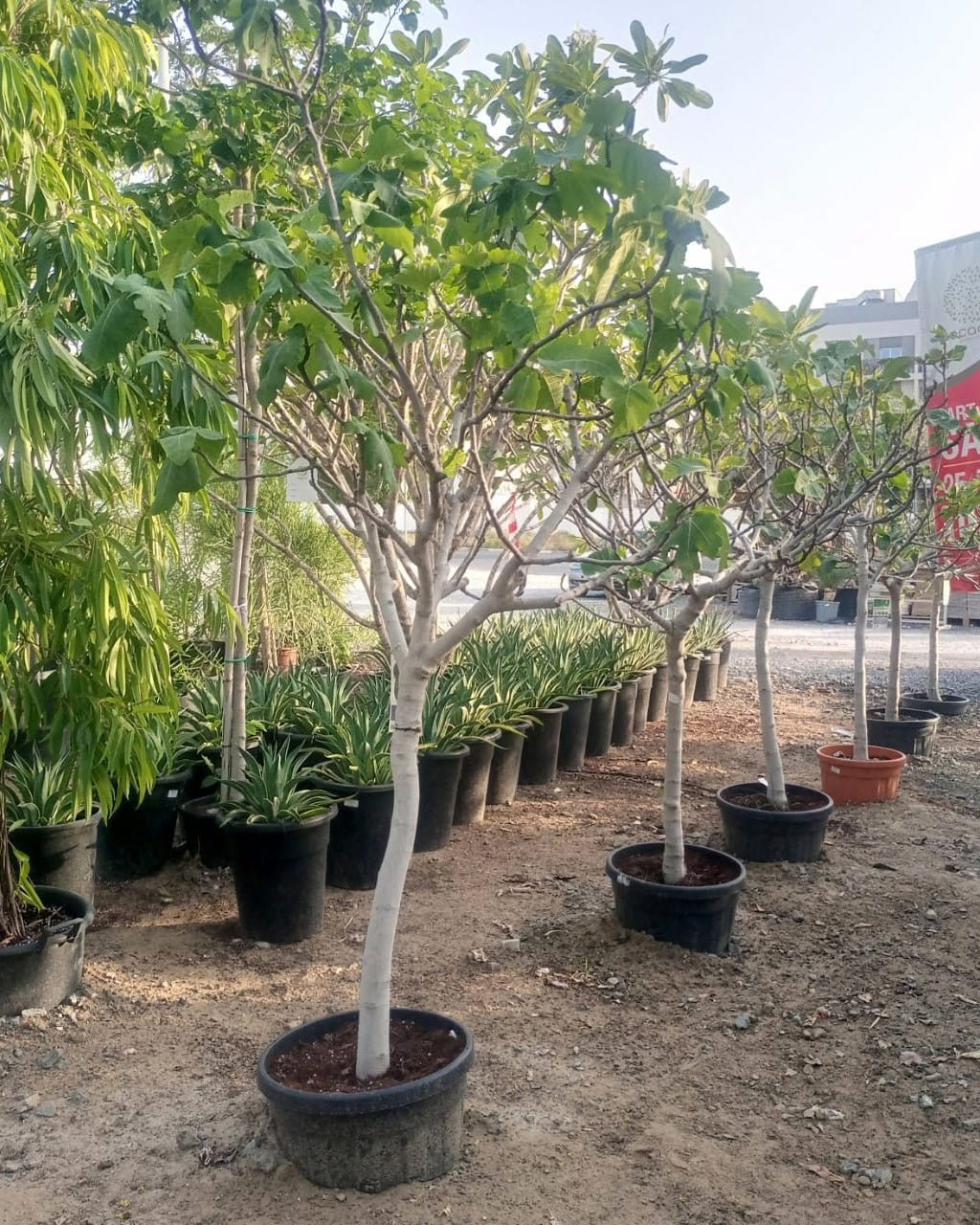 Tree Ficus Carica (Common Fig) | 1.5 - 2.0 m - Acacia Garden Center