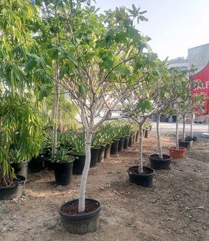 Tree Ficus Carica (Common Fig) | 1.5 - 2.0 m - Acacia Garden Center