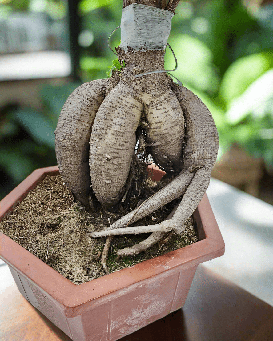 Tree Ficus Ginseng Bonsai (Ficus Microcarpa) - Acacia Garden Center