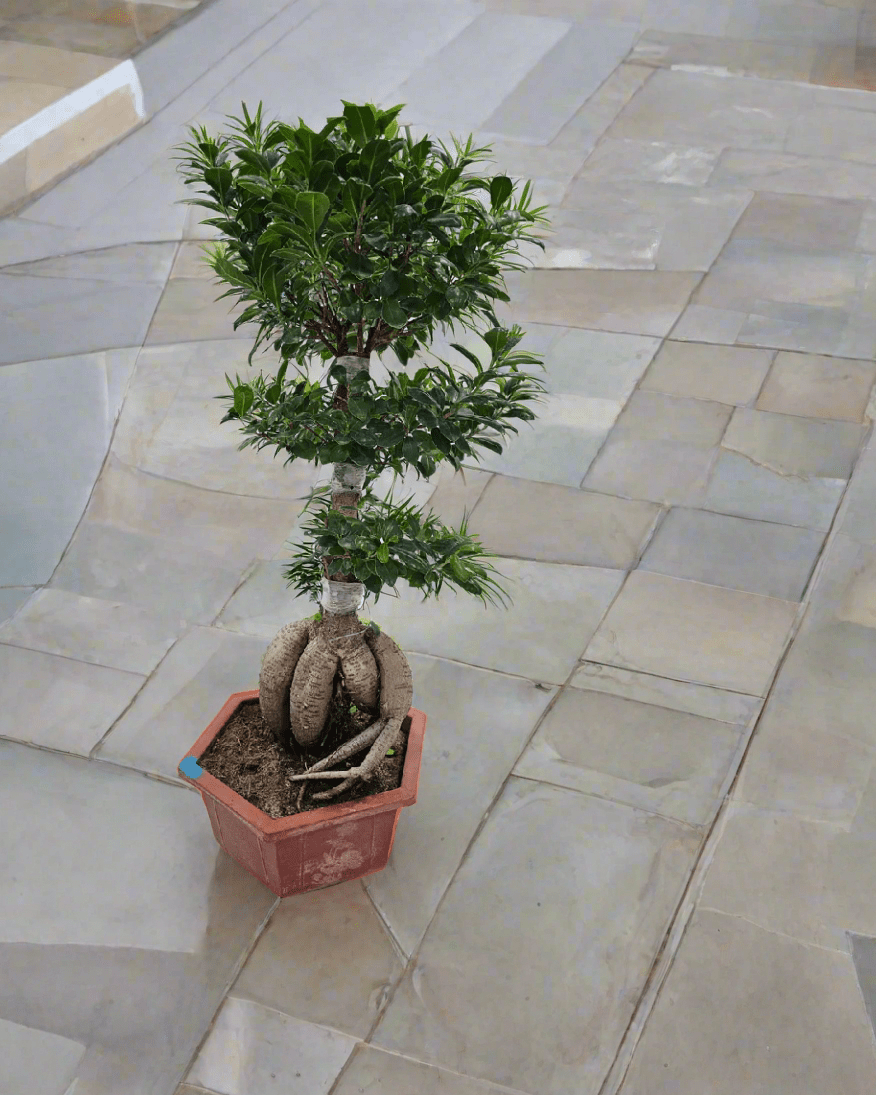 Tree Ficus Ginseng Bonsai (Ficus Microcarpa) - Acacia Garden Center