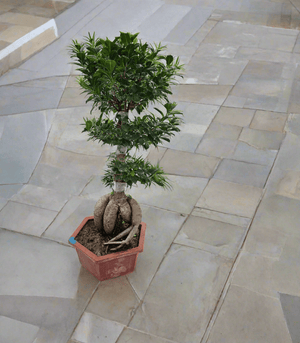 Tree Ficus Ginseng Bonsai (Ficus Microcarpa) - Acacia Garden Center