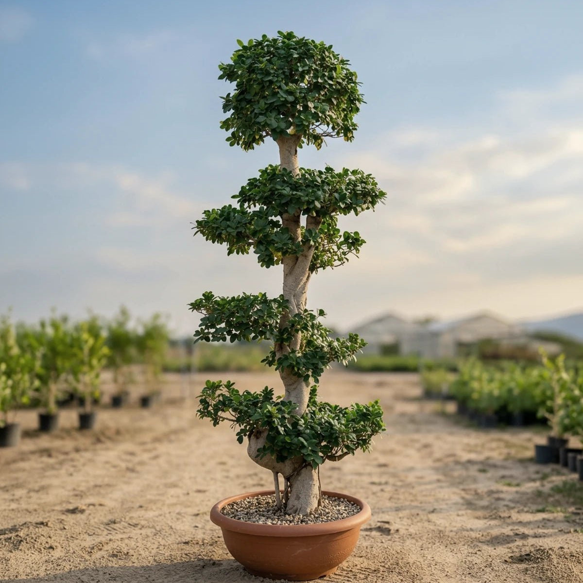 Tree Ficus Microcarpa Bonsai S Shape – Acacia Garden Center