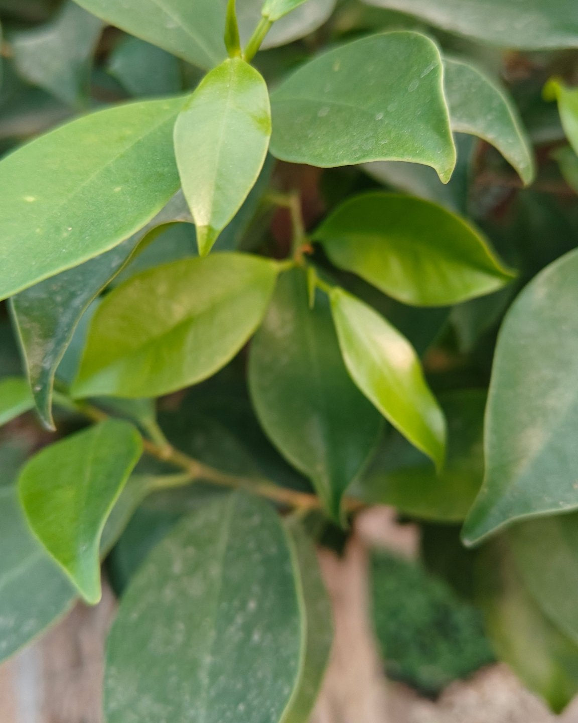 Tree Ficus Microcarpa (Ginseng Bonsai) | 1.5 - 2.0 m - Acacia Garden Center