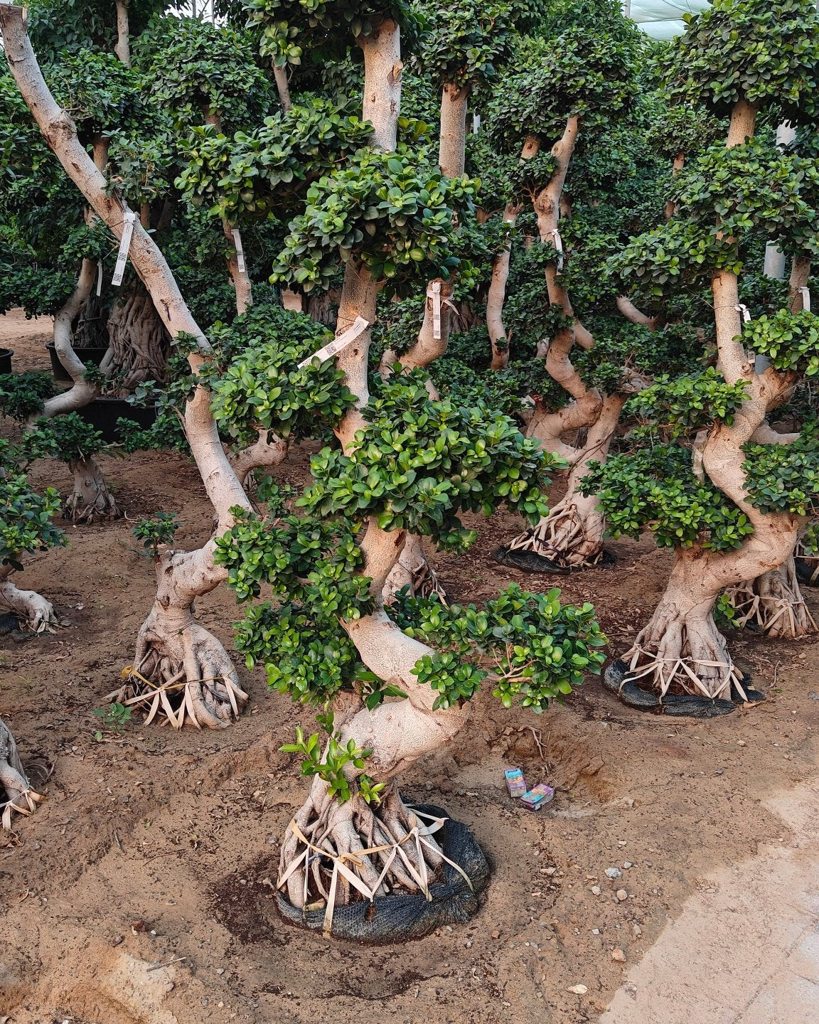 Tree Ficus Microcarpa (Ginseng Bonsai) | 1.5 - 2.0 m - Acacia Garden Center
