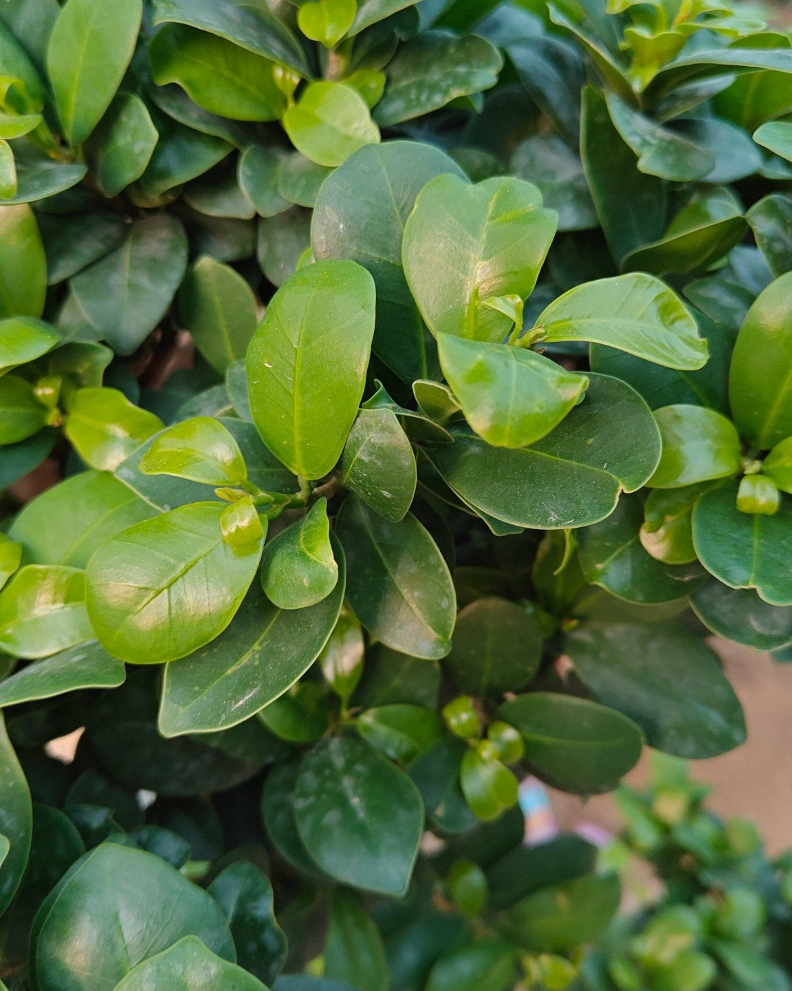 Tree Ficus Microcarpa (Ginseng Bonsai) | 1.5 - 2.0 m - Acacia Garden Center