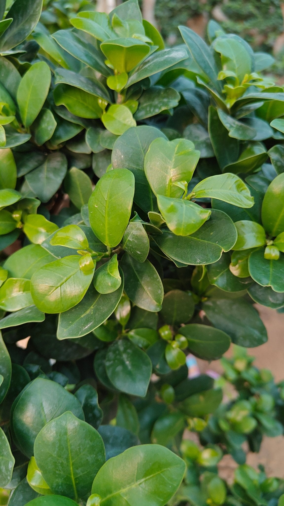 Tree Ficus Microcarpa (Ginseng Bonsai) | 1.5 - 2.0 m - Acacia Garden Center