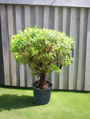 Tree Ficus Nitida | 80 - 100cm - Acacia Garden Center