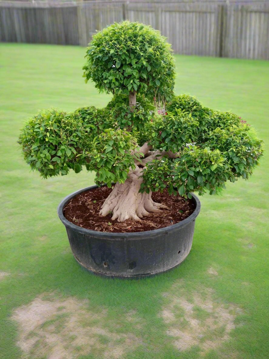 Tree Ficus Nitida (Bonsai Bareroot) | 1.3 - 1.5 m - Acacia Garden Center