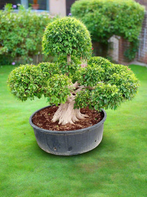Tree Ficus Nitida (Bonsai Bareroot) | 1.3 - 1.5 m - Acacia Garden Center