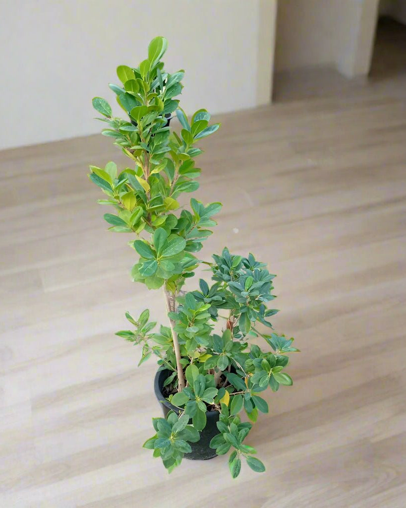 Tree Ficus Panda (Ficus Retusa) - Acacia Garden Center