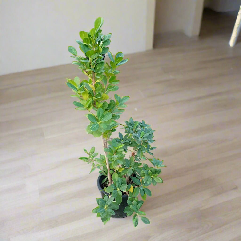 Tree Ficus Panda (Ficus Retusa) - Acacia Garden Center
