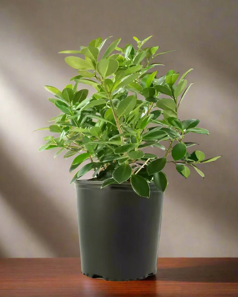 Tree Ficus Panda (Ficus Retusa) - Acacia Garden Center