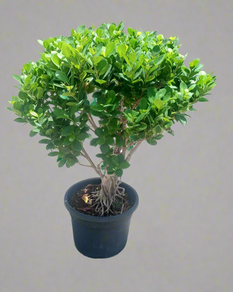 Tree Ficus Panda (Ficus Retusa) Ball Shape - Acacia Garden Center