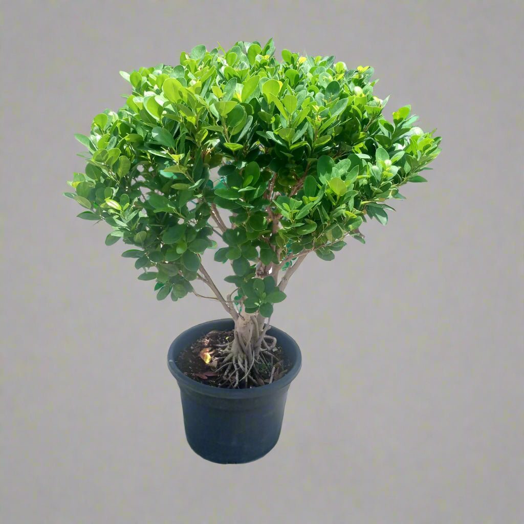 Tree Ficus Panda (Ficus Retusa) Ball Shape - Acacia Garden Center
