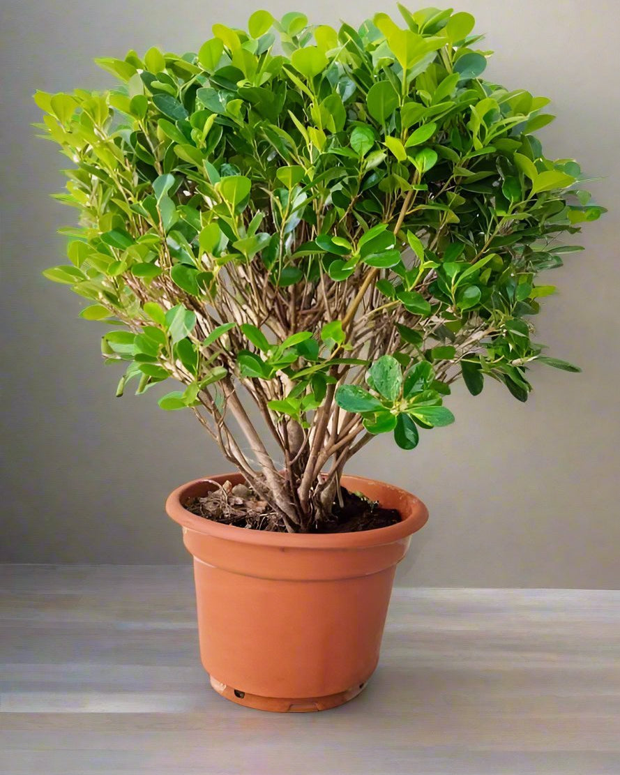 Tree Ficus Panda (Ficus Retusa) Ball Shape - Acacia Garden Center