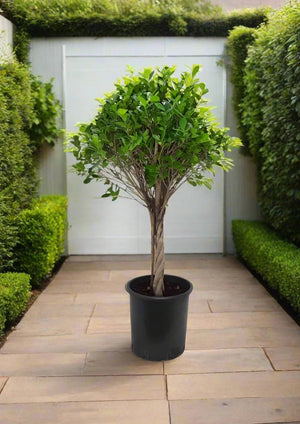 Tree Ficus Panda (Ficus Retusa) Twisted | 90 - 100 cm - Acacia Garden Center