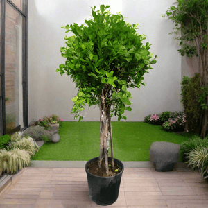 Tree Ficus Panda (Ficus Retusa) Twisted | 90 - 100 cm - Acacia Garden Center