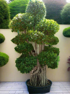 Tree Ficus Retusa Nitida (Indian Laurel) - Acacia Garden Center